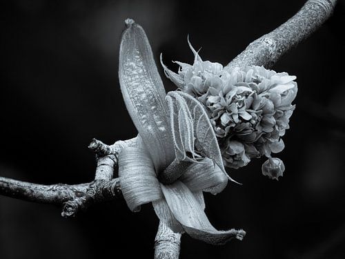 Fluisterend in zilver