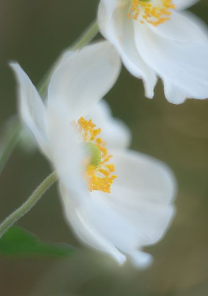 Anemone von Minie Drost