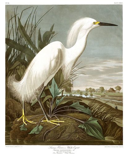 Amerikaanse Kleine Zilverreiger