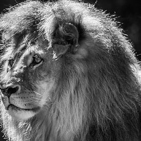 "King" of the Animal Kingdom (Monochrome) von Kaj Hendriks