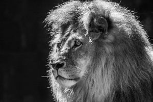 "King" of the Animal Kingdom (Monochrome) sur Kaj Hendriks