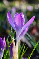 The delicate beauty of a spring morning