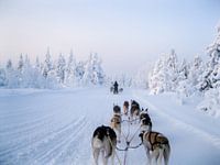 Honden slede