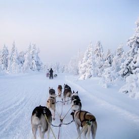 Dog sled by Barbara Koppe