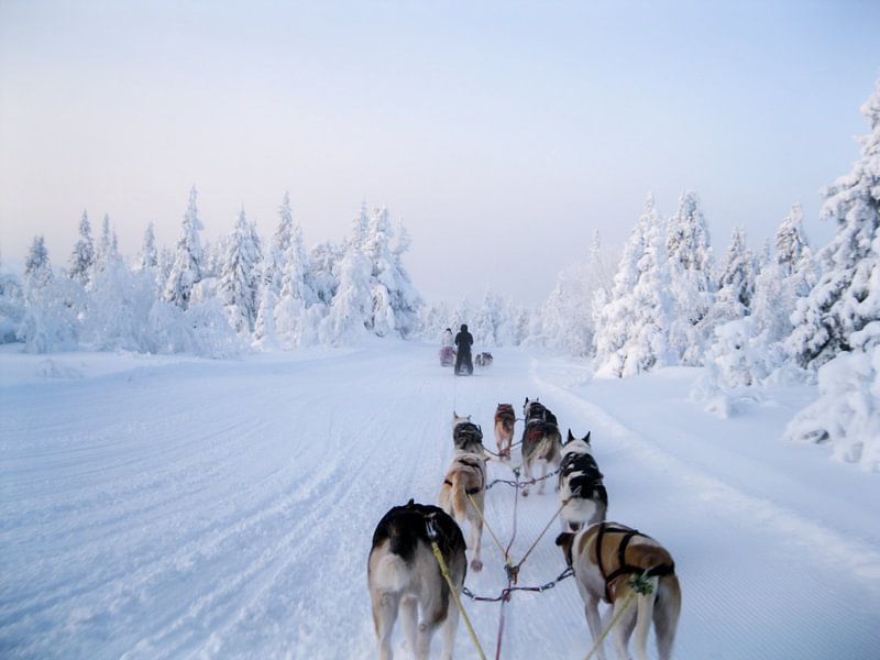 Traîneau à chiens par Barbara Koppe