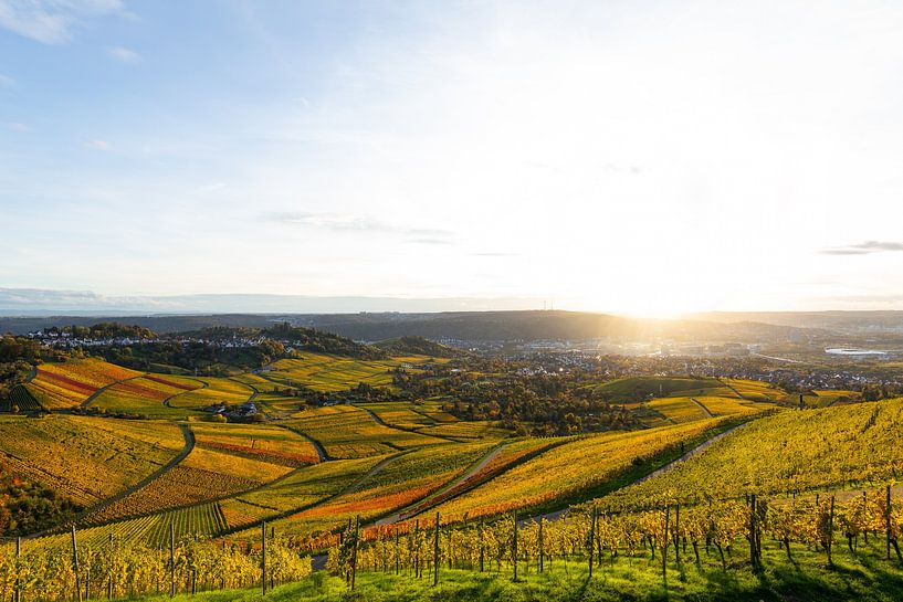 Vineyards on the Kappelberg in Fellbach near Stuttgart in autumn by Jiri Viehmann