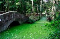 Gras of water? by Pamela Fritschij thumbnail