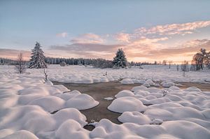 Minimalistisch winterlandschap met sneeuwmoeras – Natuurreservaat Hoge Venen