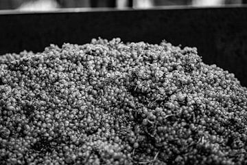 Grapes during harvest by Stan van den Beld