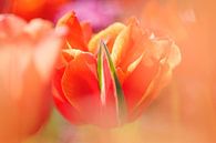 Tulip 2024-04 van Joram Janssen thumbnail