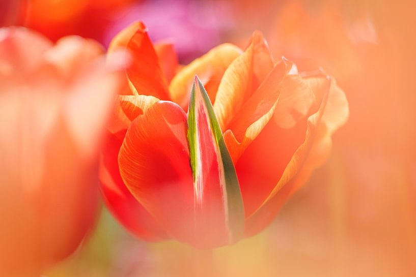 Tulip 2024-04 van Joram Janssen