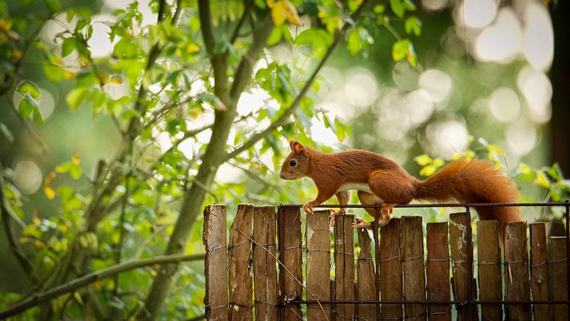 Rode eekhoorn (Sciurus Vulgaris) van Sara in t Veld Fotografie