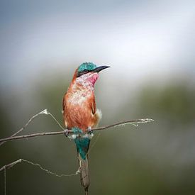 Carmine Bee-eater by Tom Zwerver