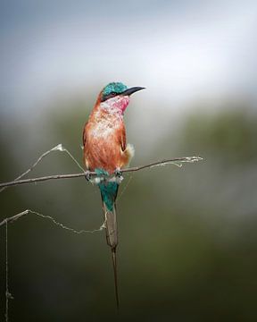 Carmine Bee-eater by Tom Zwerver