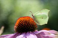Citroenvlinder by Bart Hardorff thumbnail