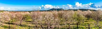 Spring landscape panorama with blooming almond trees on Mallorca island, Spain by Alex Winter