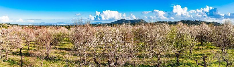 Panorama einer Frühlingslandschaft mit blühenden Mandelbäumen auf der Insel Mallorca, Spanien von Alex Winter
