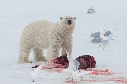 IJsbeer en Grote Burgemeesters(meeuwen)