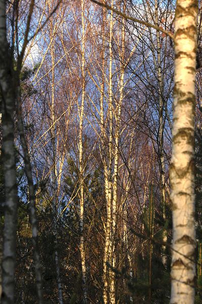 Birkenwald von Thomas Jäger