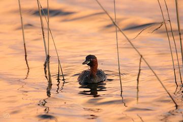 sunset, little grebe by cd_photography