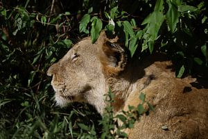 Lionne - lll