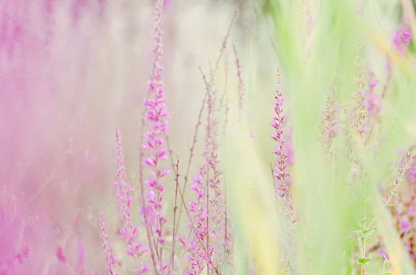 bloemenveld van Aimé de Clercq