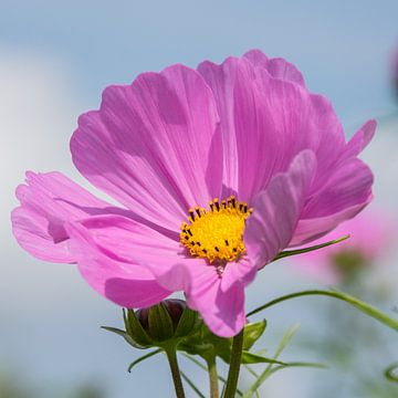 Cosmea