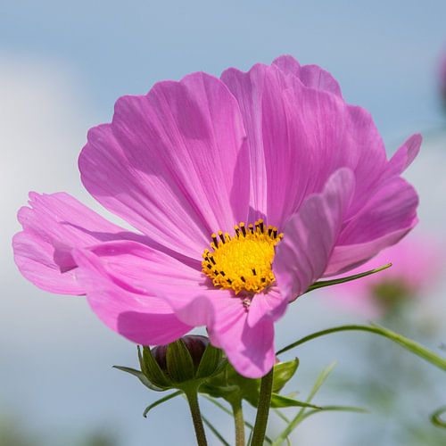 Cosmea