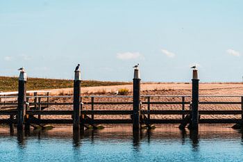 Vogels op een rij meerpalen