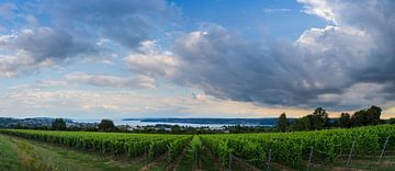 Germany, XXL panorama of lake constance behind green vineyards by adventure-photos