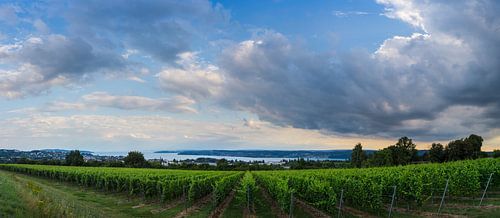 Allemagne, panorama XXL du lac de Constance derrière des vignobles verts