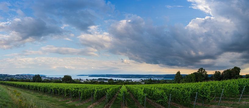 Allemagne, panorama XXL du lac de Constance derrière des vignobles verts par adventure-photos