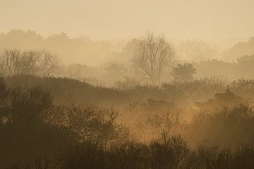 Zon en mist in Meijendel van Julien Beyrath