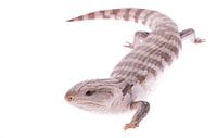 Skink