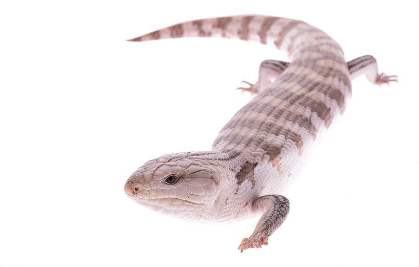 Skink par Roderick van de Berg
