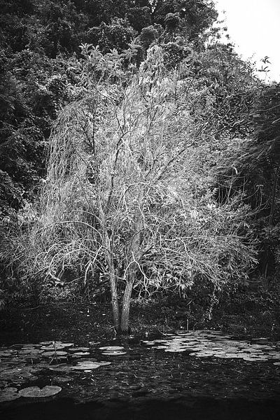 arbre gris dans l'eau près du Parc National de Phong Nha-Ke Bang Vietnam par Karel Ham