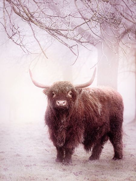 Schotse Hooglander in de mist van Maneschijn FOTO