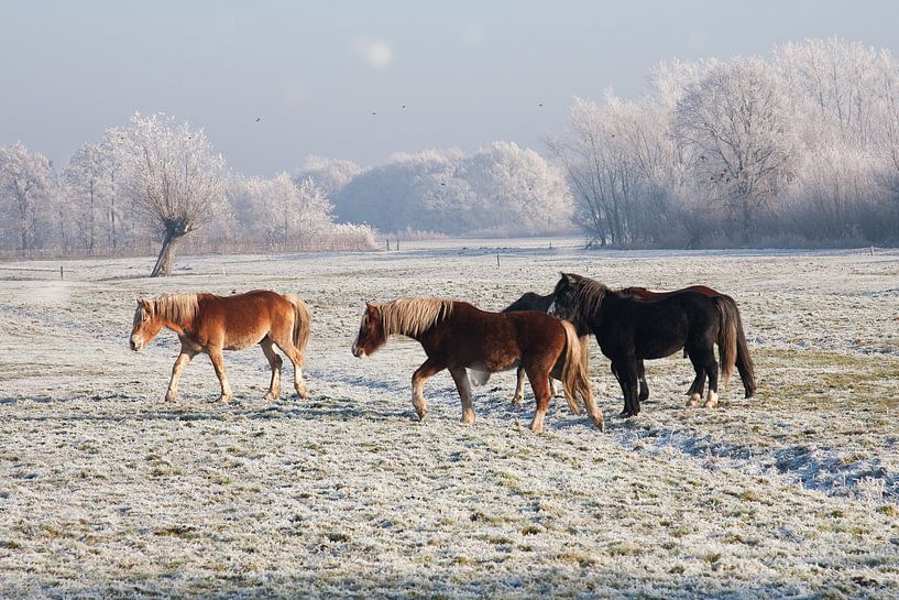Horses par Nico van Remmerden