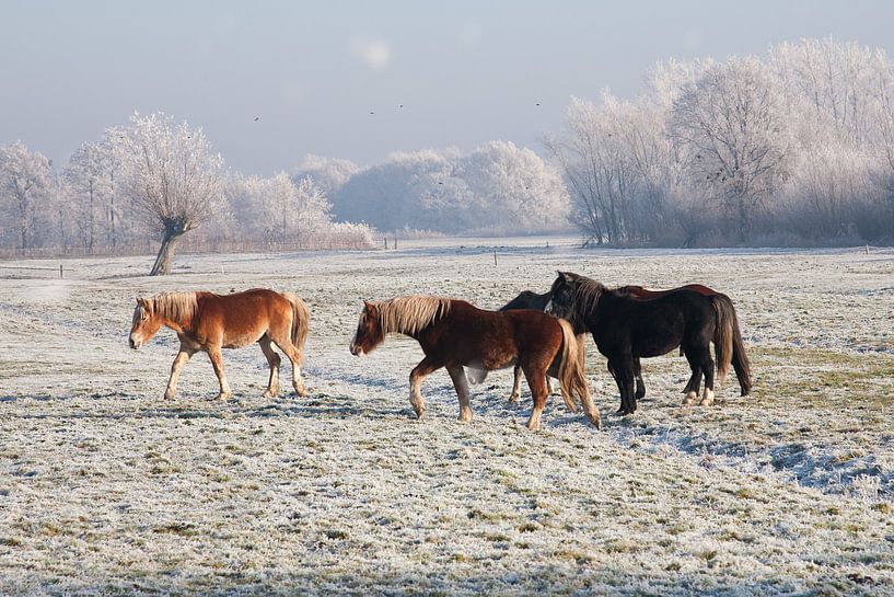 Horses von Nico van Remmerden