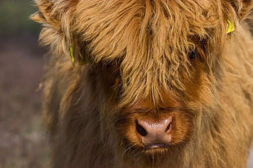 Schotse hooglander kalfje up-close