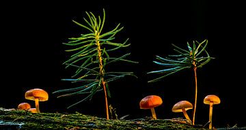 Jongeren op dood hout van Panorama-Rundblick