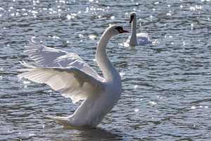 Cygne au réservoir d'Isar
