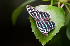 Myscelia cyaniris à Artis sur Nina van Vlaanderen