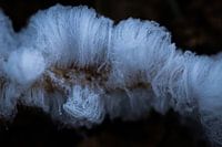 Poil de glace
