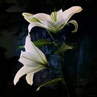 Casplantjes - White Lily