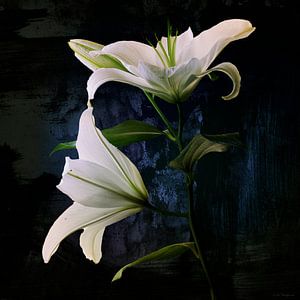 Casplantjes - White Lily van Cas Slagboom