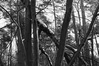 Fallen tree in the forest
