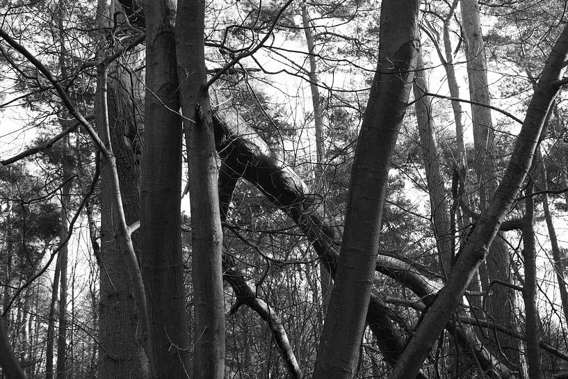 Fallen tree in the forest by VenPhoto