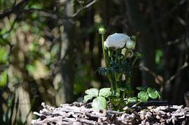 Trots ranonkeltje zoekt de zon op van Susanne Pieren-Canisius