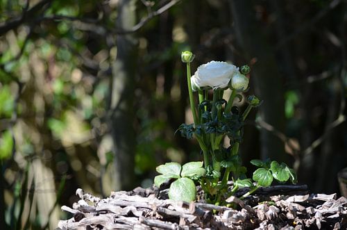 Ranunculus cherche le soleil